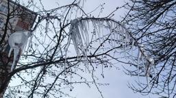 Kars'ta ağaçlar buz tuttu