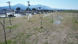 Manisa'da yeşil alanlarda akıllı sulama dönemi başladı