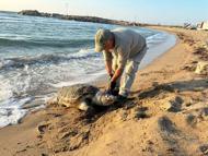 Kuşadası’nda aynı gün 3 deniz kaplumbağası ölü bulundu