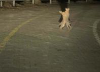 Tavşanların kavgası kamerada