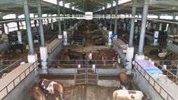 İnegöl Belediyesi Hayvan Pazarı’nın kotra ihale tarihi belli oldu