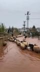 Hatay'da kuvvetli yağış günlük yaşamı etkileri: Çoban kuzuları son anda kurtardı