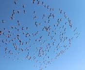 Flamingolar Tuz Gölü'ne gelmeye başladı