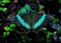 Konya Tropikal Kelebek Bahçesi, 10 bin kelebekle ziyaretçilerini ağırlıyor