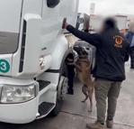 TIR'da 53 kilo skunk ele geçirildi; 2 gözaltı