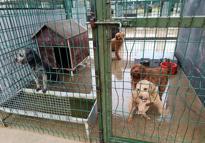 Edirne'de operasyonla 88 köpek kurtarıldı