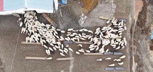 Kuzular anneleri ile buluştu, o anlar dron kamerasıyla görüntülendi