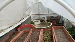 Evde kenevir yetiştiren şüpheli, polis ekiplerince yakalandı