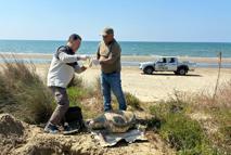 Kuşadası’nda 4 deniz kaplumbağası daha ölü bulundu