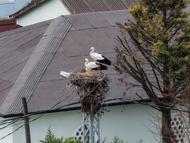 Afrika'dan göç eden Leylekler İstanbul'a ulaştı
