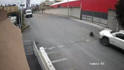 Avcılar’da cip sürücüsü köpeği ezdi yoluna devam etti