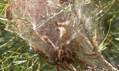 Ormanlarda sessiz tehlike; çam kese tırtılı uyarısı