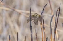 İskandinav yarımadasından göçen çıvgın kuşu, Diyarbakır’da görüntülendi