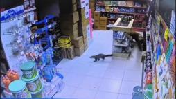 Sansar markete girdi