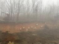 Göç yolundaki leylekler, yoğun sis nedeniyle Kırklareli'nde kara yolu kenarına indi