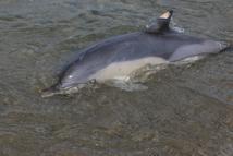 Trabzon'da ölü yunus sahile vurdu