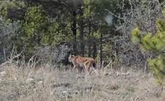 Kastamonu’da vaşak görüntülendi