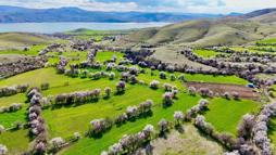 Tunceli'de badem ağaçları çiçek açtı; manzara dron ile görüntülendi