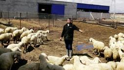 80 bin lira maaşla çalıştıracak çoban bulamıyorlar