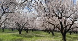 Kayısı ağaçları çiçek açtı, Iğdır Ovası beyaza büründü