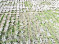 Kayseri'de geçen yıl don nedeniyle hasat yapılamayan kayısı ağaçlarında 13 bin ton rekolte hedefi