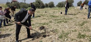 Mut'ta kadim zeytin fidanları toprakla buluştu