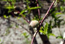 Ağır kış şartlarına karşın Çukurova'da sert çekirdekli meyveler olgunlaştı