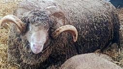 Malkara’da koç güzellik yarışmasının kazanını ‘Şakir’ oldu