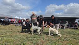 Kozan’da Avcı, Köpeği ve Irk Standartları Yarışması