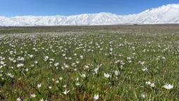 Yüksekova'da baharın müjdecisi kardelenler çiçek açtı