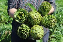 İzmir'de enginar mesaisi