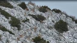 Yaban keçileri, termal dronla görüntülendi