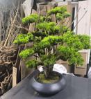 Kuru geven bitkisi gelir kaynağı oldu