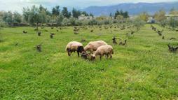 Sokak köpeklerinin saldırdığı koyun telef oldu