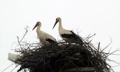 Yarıköy'ün misafirleri geldi