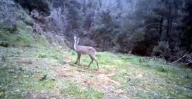 Ganos Dağı'nda karaca ve domuz sürüsü görüntülendi