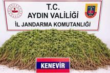 Zeytin bahçesindeki sera içerisinde 208 kök Hint keneviri ele geçirildi