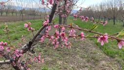 Başkan Bağrı; Don ve buzlanma riski arttı