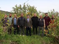 Arsuz'da limon hasadı başladı