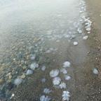 Hatay'da sahilde denizanası yoğunluğu