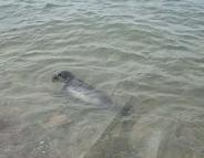 Ayvalık sahilinde Akdeniz foku görüntülendi