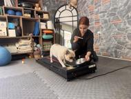 Obez köpek 'Ori' pilatesle zayıflıyor