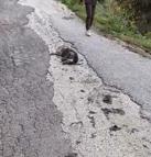 Hatay’da 5 günde 25 köpek zehirlenerek öldü