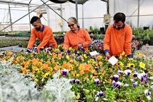 Çiçek Desenleri Günleri için 130 bin dal çiçek yetiştiriliyor