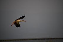 Kızılırmak Deltası Kuş Cenneti’nde bahar coşkusu; flamingolardan görsel şölen