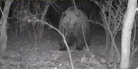 Tarlasına kurduğu fotokapanla ayı görüntüledi