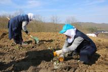 Nilüfer’de atıl araziler bereketleniyor