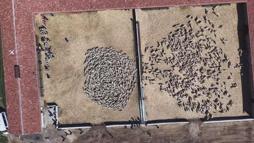 Kuzuların anneleri ile buluşması dron kamerasında