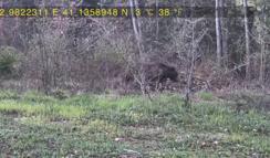 Evinin yakınındaki ormana fotokapan kurup, yaban hayatı görüntüledi