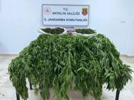 Serik’te uyuşturucu operasyonu: 1 tutuklu